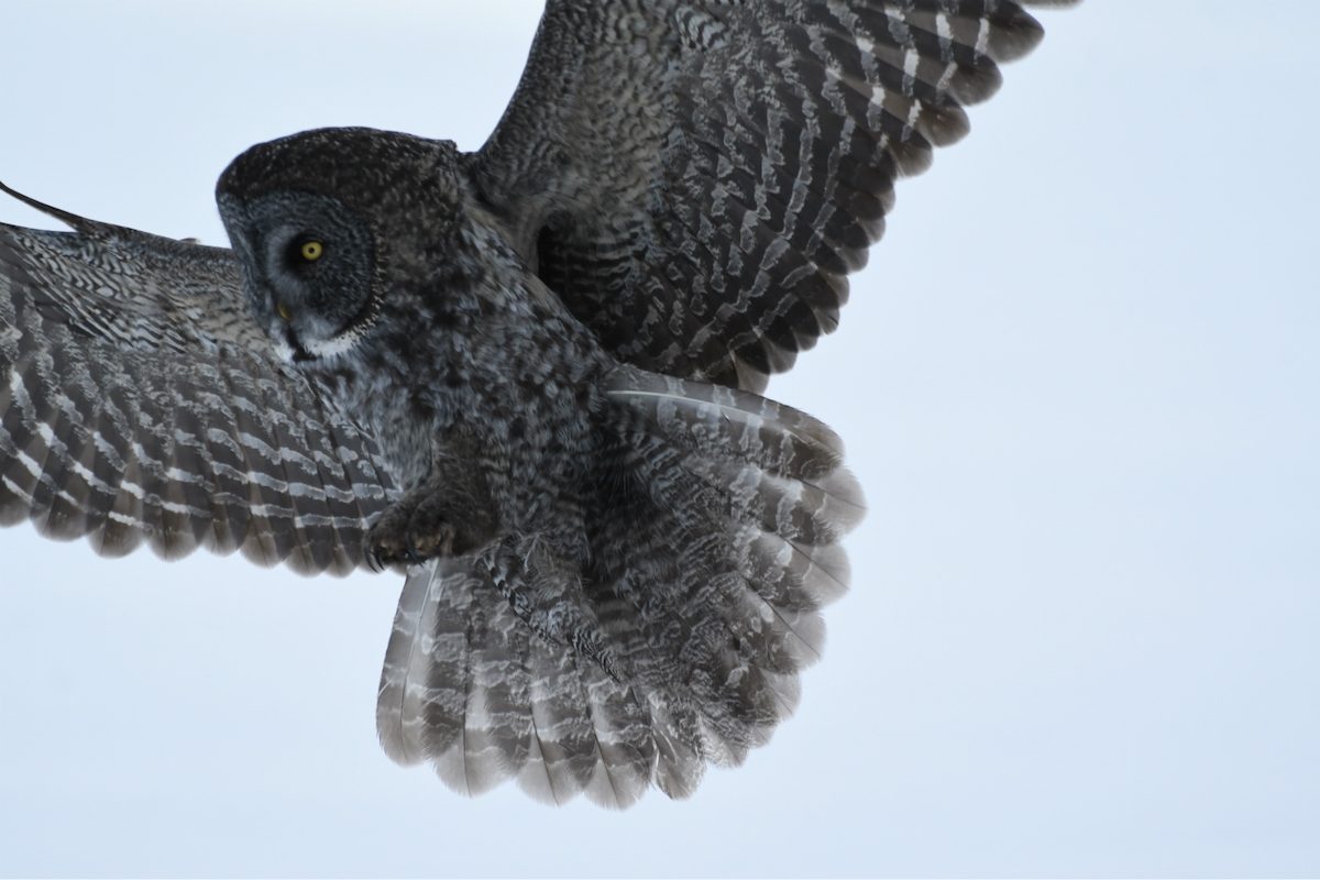 owl myths, great gray owl