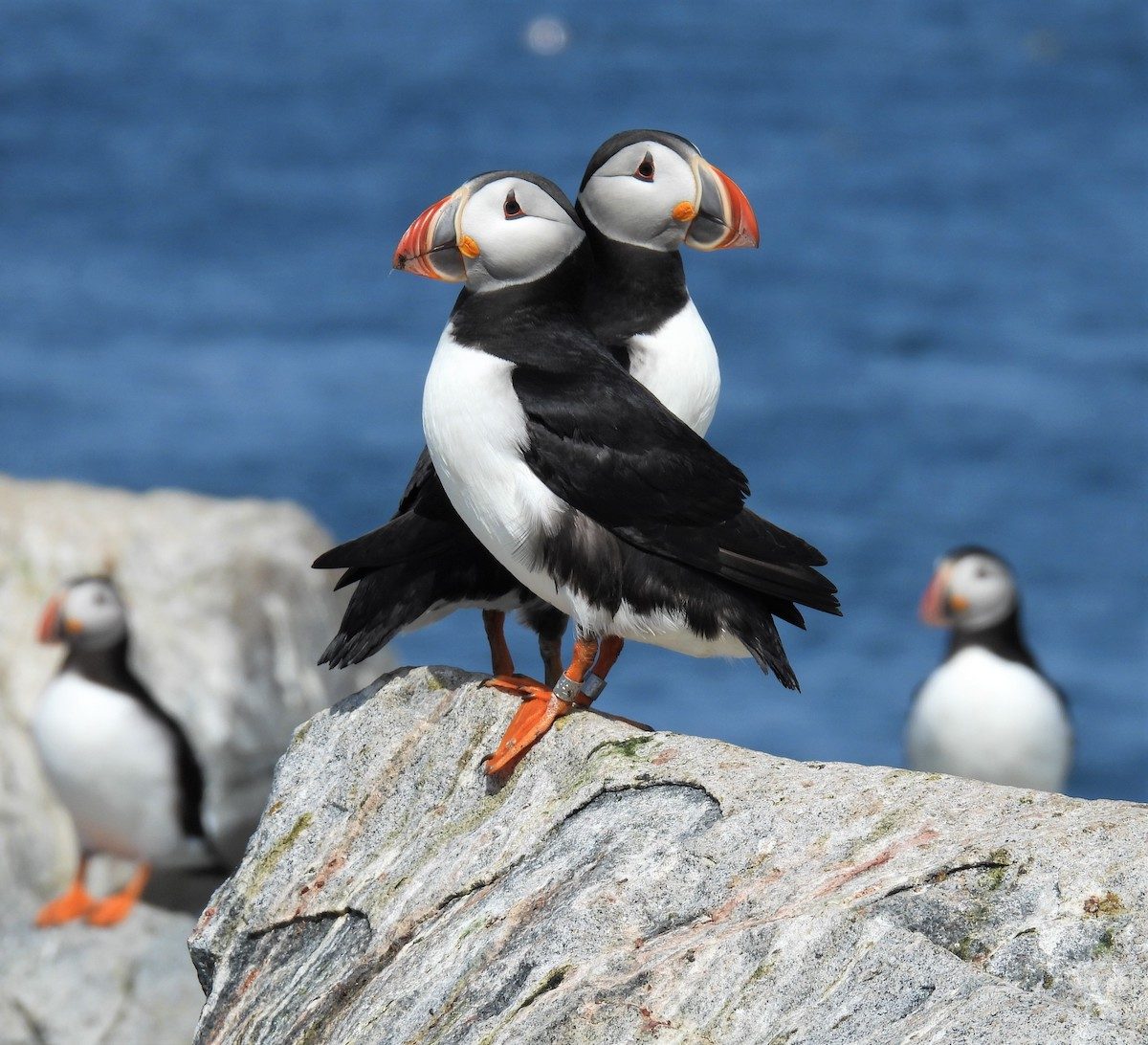 facts about puffins