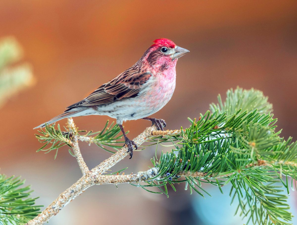 How to Identify a Cassin’s Finch