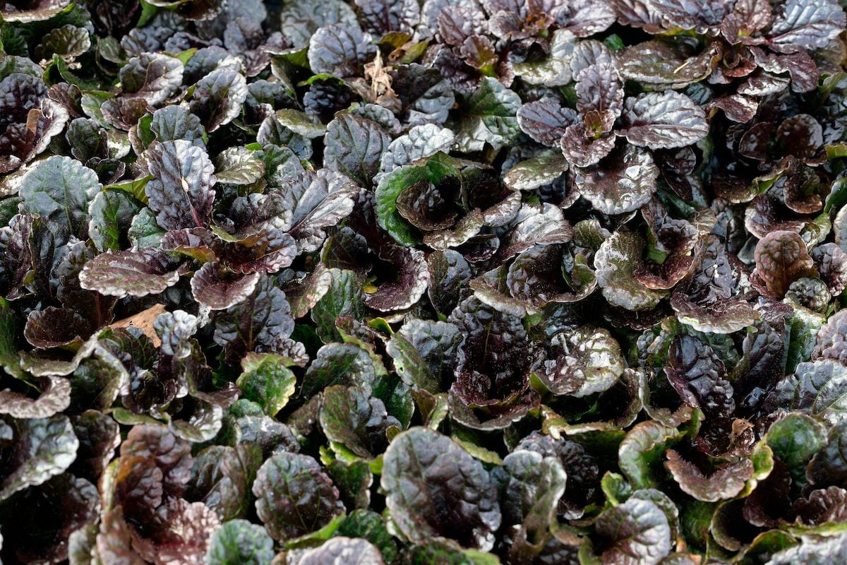 Ajuga Reptans 'binblasca' Black Scallop Carpet Bugleweed.