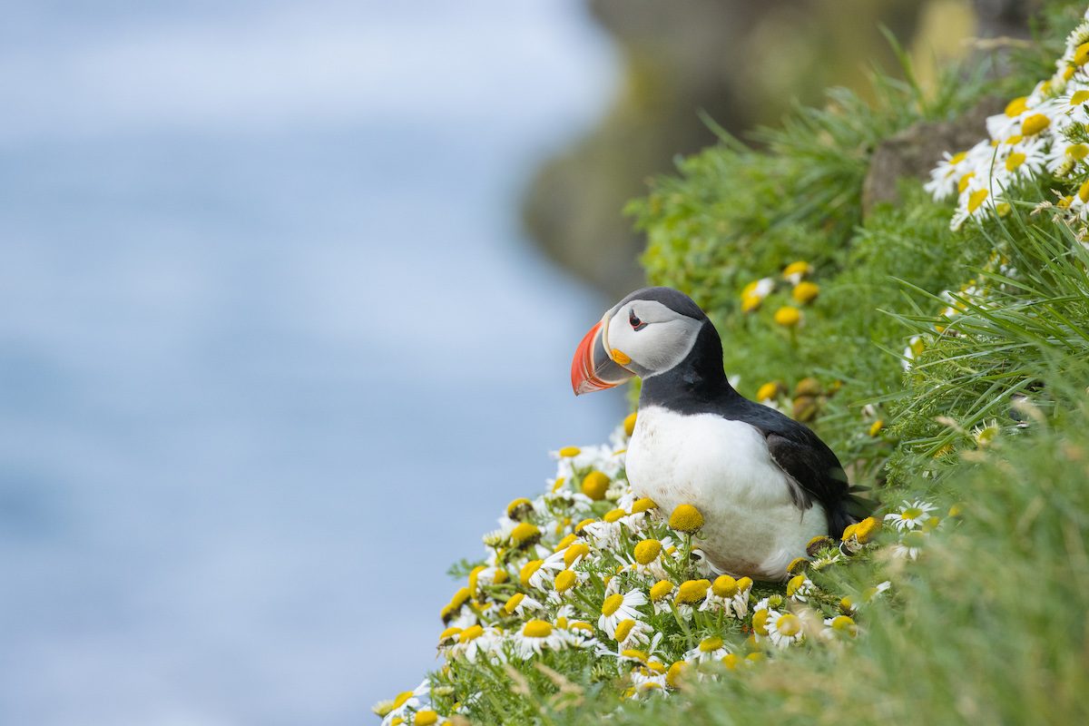 atlantic puffin