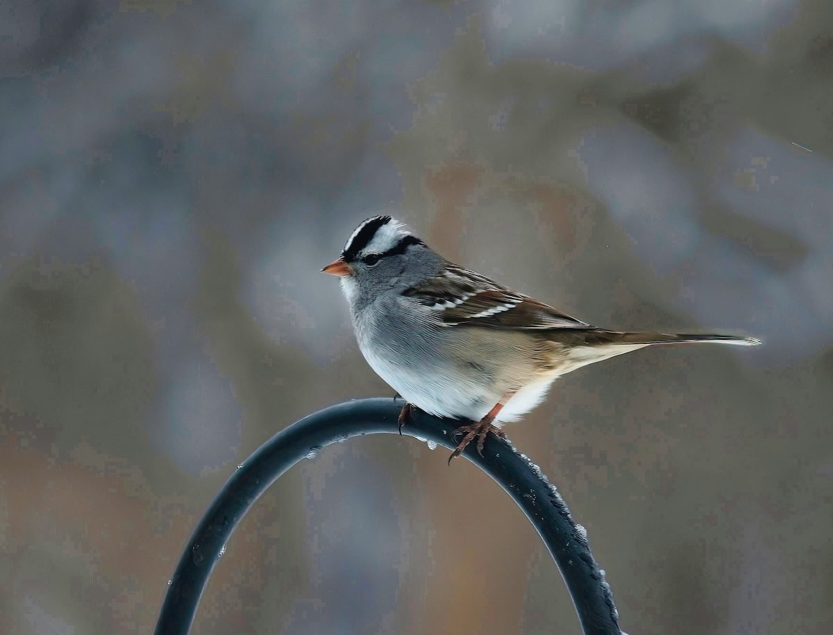 White-Crowned Sparrow vs White-Throated Sparrow: ID Challenge