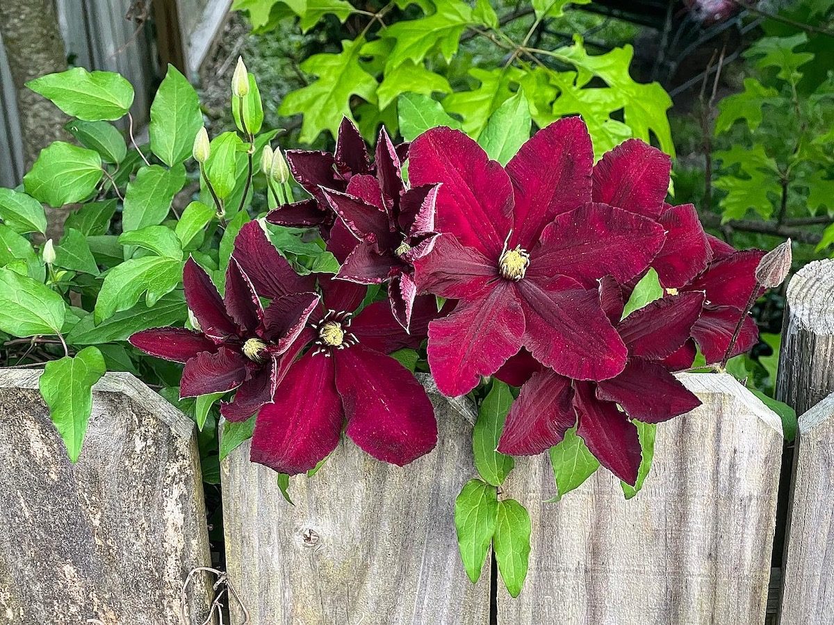 My Niobe Clematis Creeping Over My Fence To Show Off And Catch Some Sun!