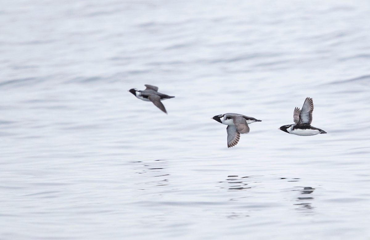 Ancient Murrelet Be1u4986 how do birds migrate