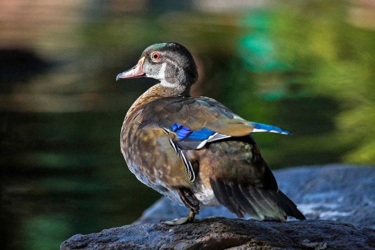 Male Wood Duck (aix Sponsa) In Summer Plumage. Image Shot 2008. Exact Date Unknown.