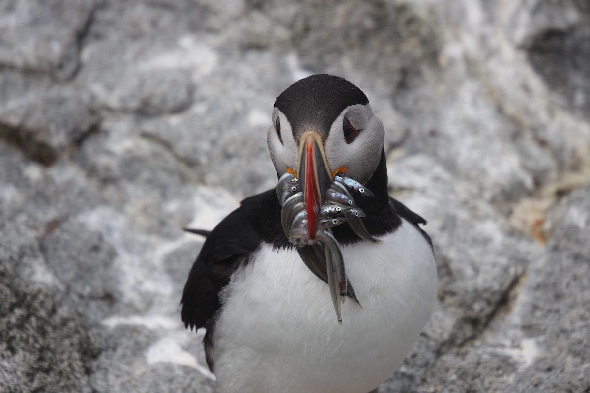 puffin facts