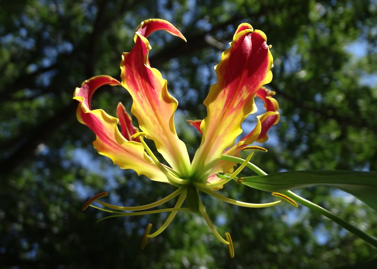 Gloriosa Lily Care and Growing Tips