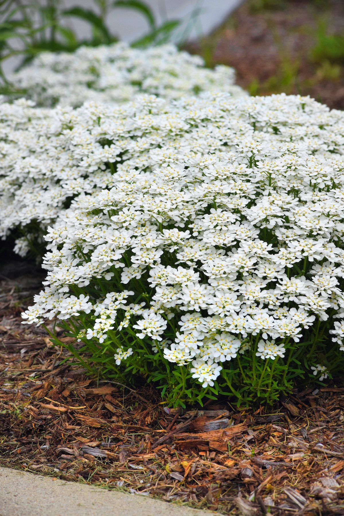 Ball Snowsation 1, evergreen perennials