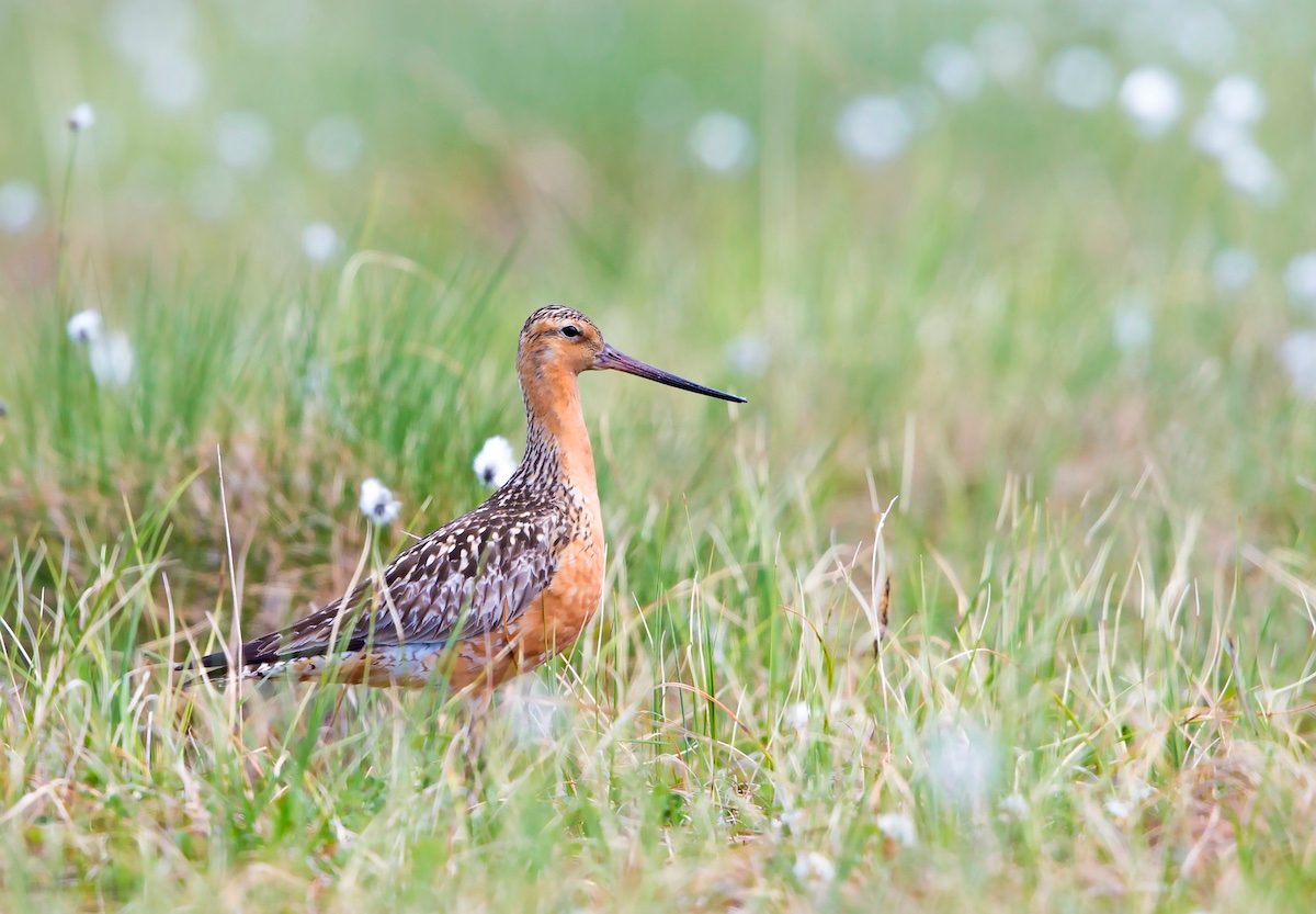 Bar Tailed Godwit Nome Ak June 2017  E1u0363 Jun 2017