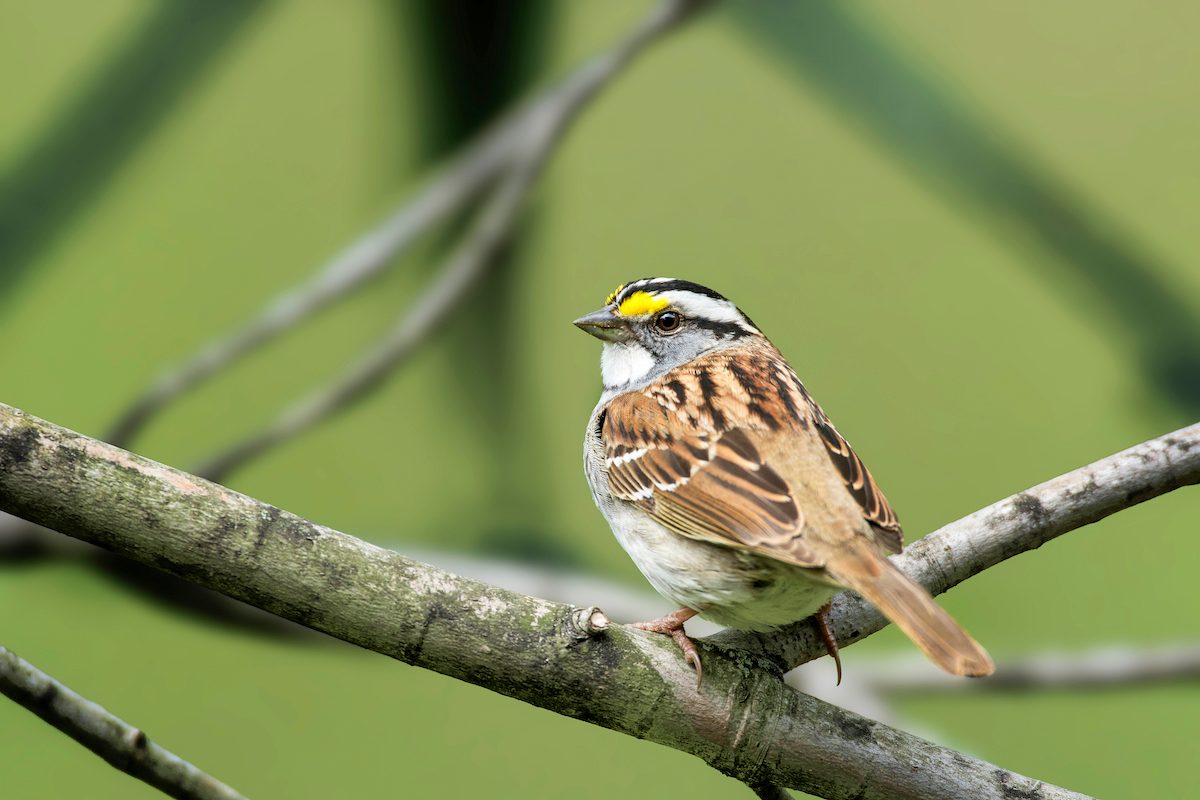 White Throated Sparrow White Striped Adult Perched On Tree Branch