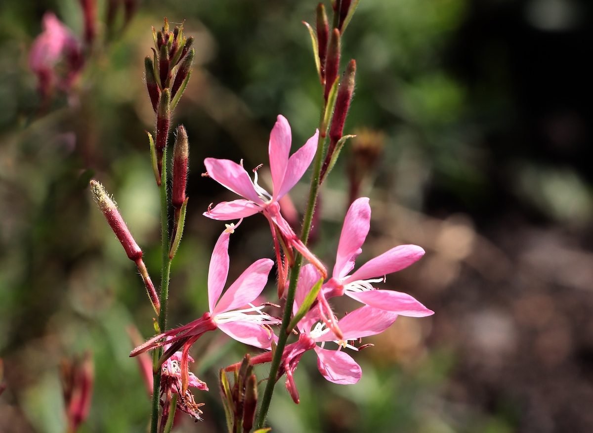 Pink,flowers,of,gaura,plant,close,up