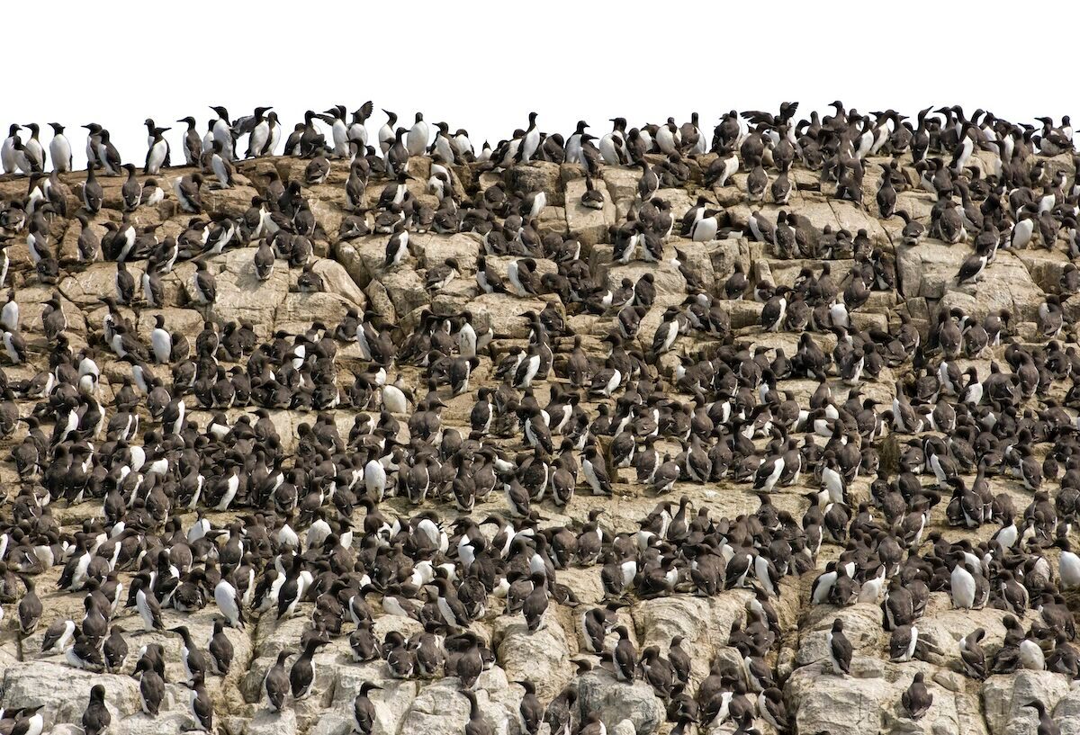 Hundreds Of Birds, Guillemots And Kittiwake, At Coastal Nesting Colony, Farne Islands, Northumberland, Uk