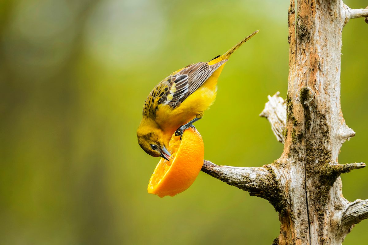 Female Baltimore Oriole (icterus Bullockii) Feeding On Orange, Finger Lakes Region, can birds smell and taste