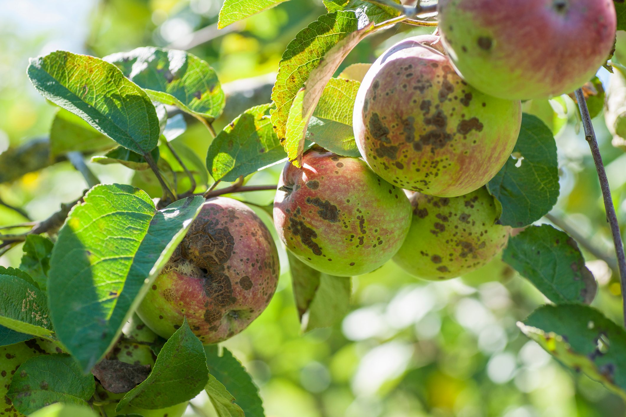 apple scab disease