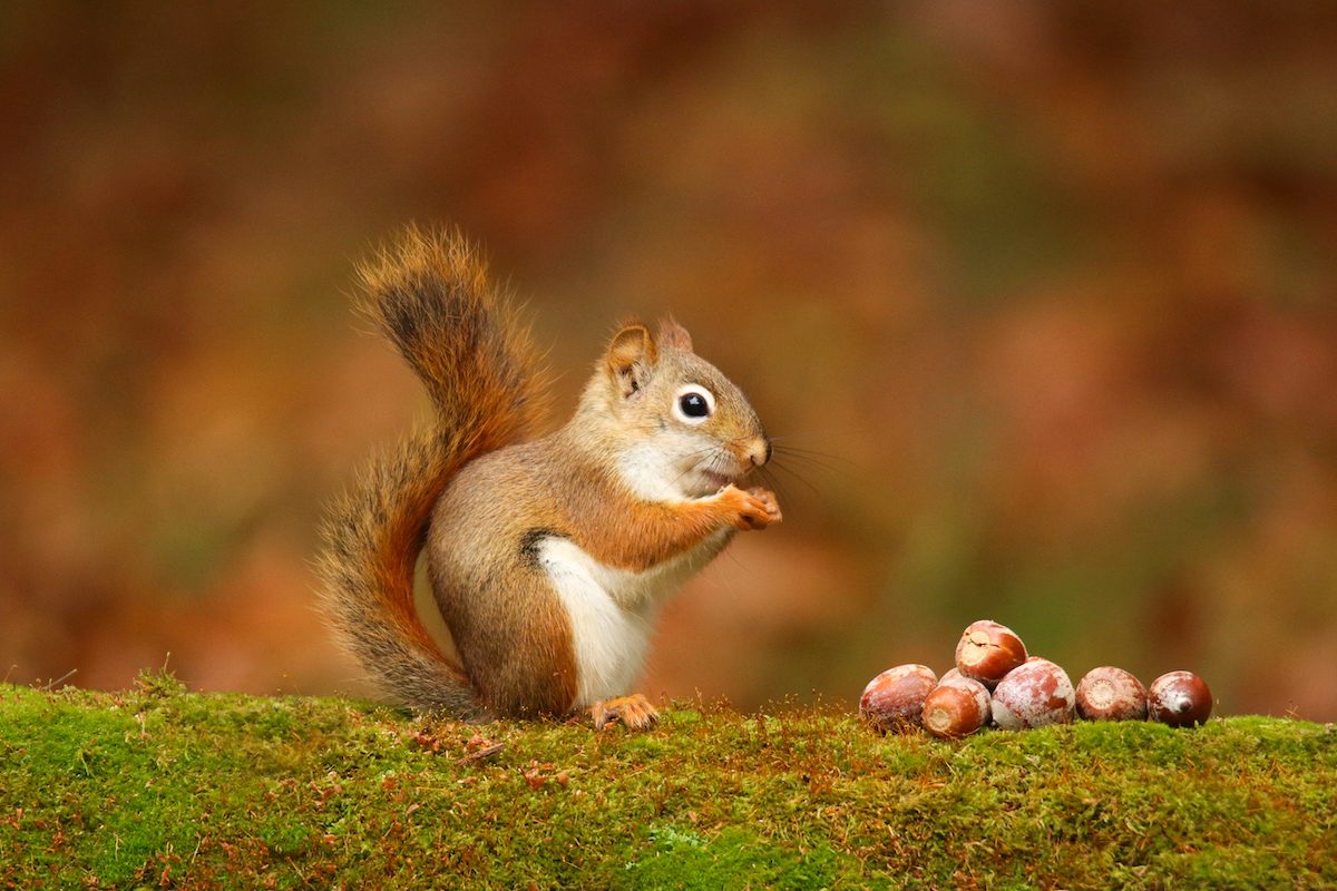 Red Squirrel In Fall With Acorns