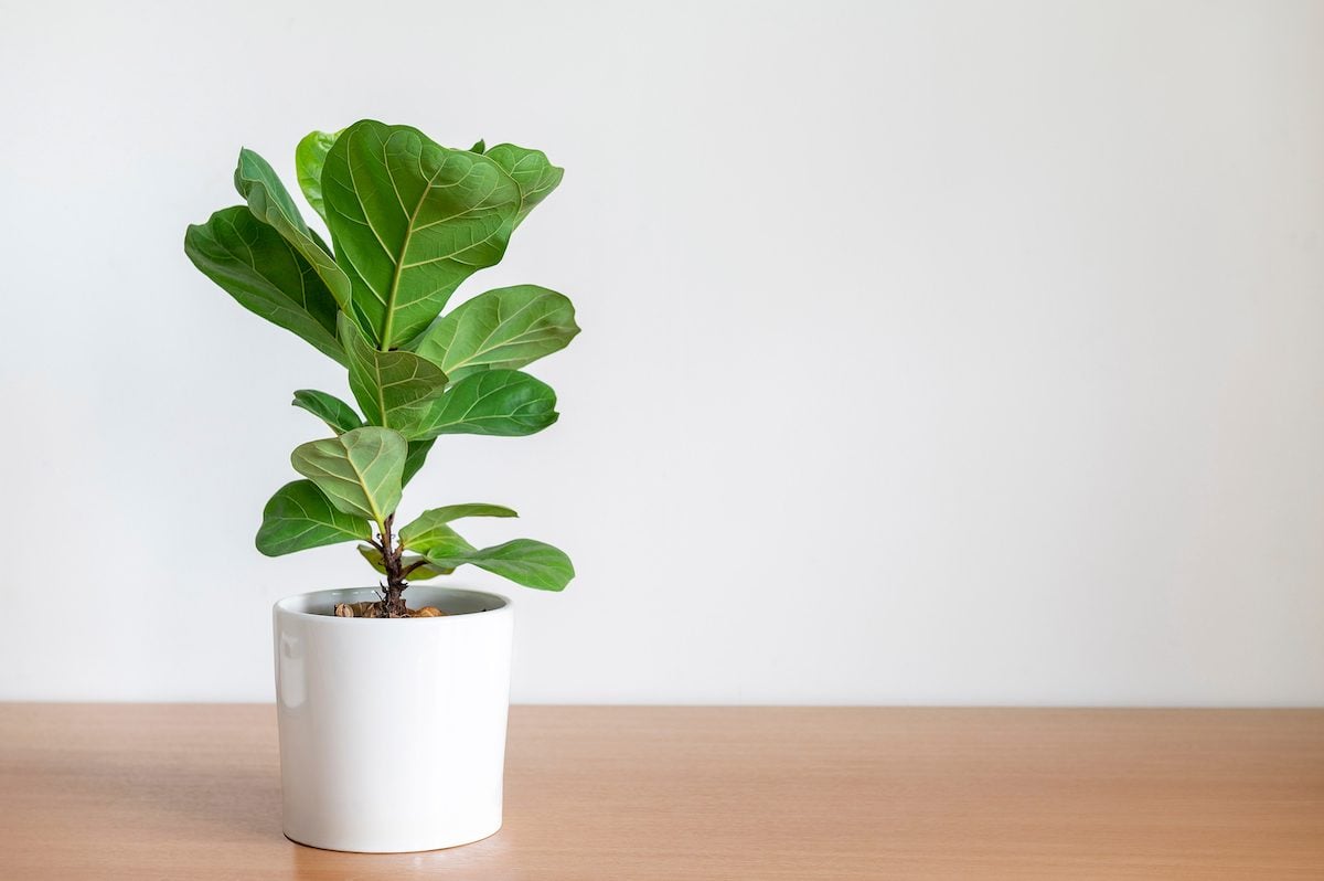 Fiddle Leaf Fig Tree In White Pot On Wooden Table, indoor trees