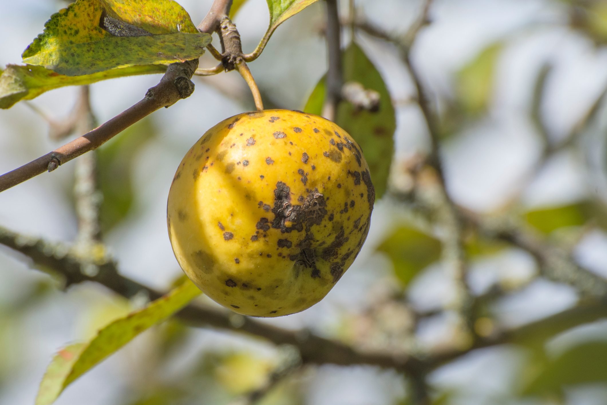 Fruits infected by the Apple scab Venturia inaequalis. Sooty blotches on apple fruit in autumn orchard.