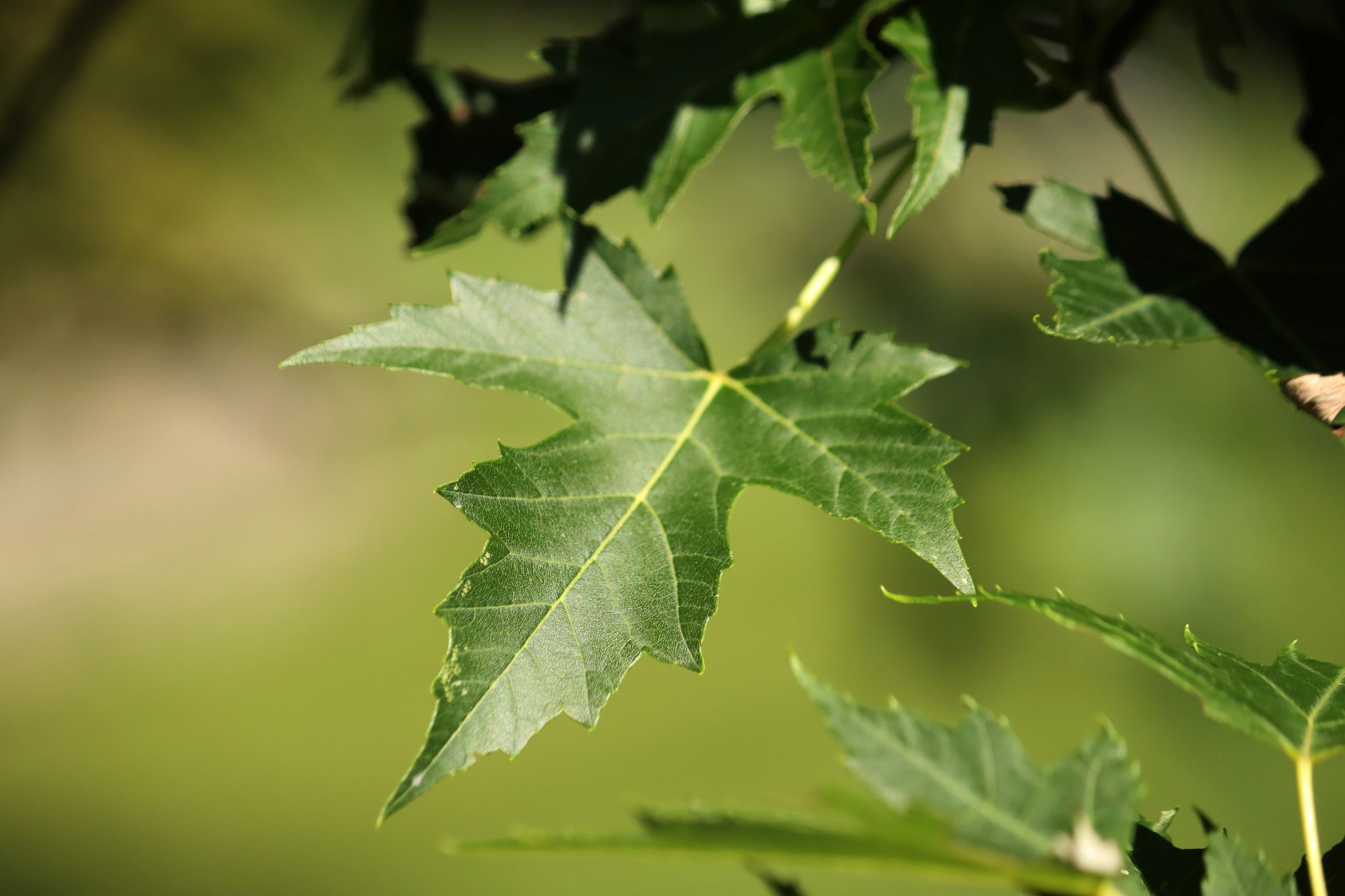 Silver Maple Leaf (Acer saccharinum)