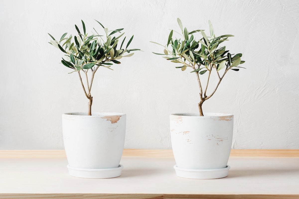 Two Mini Olive Trees In Pots.