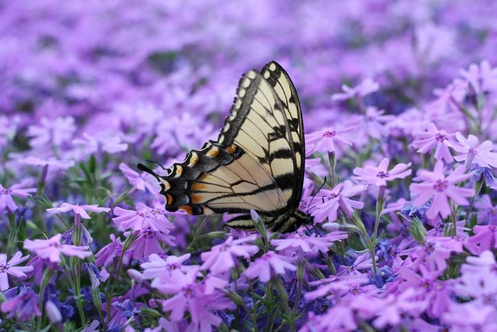 Butterfly on creeping phlox Flowers 3