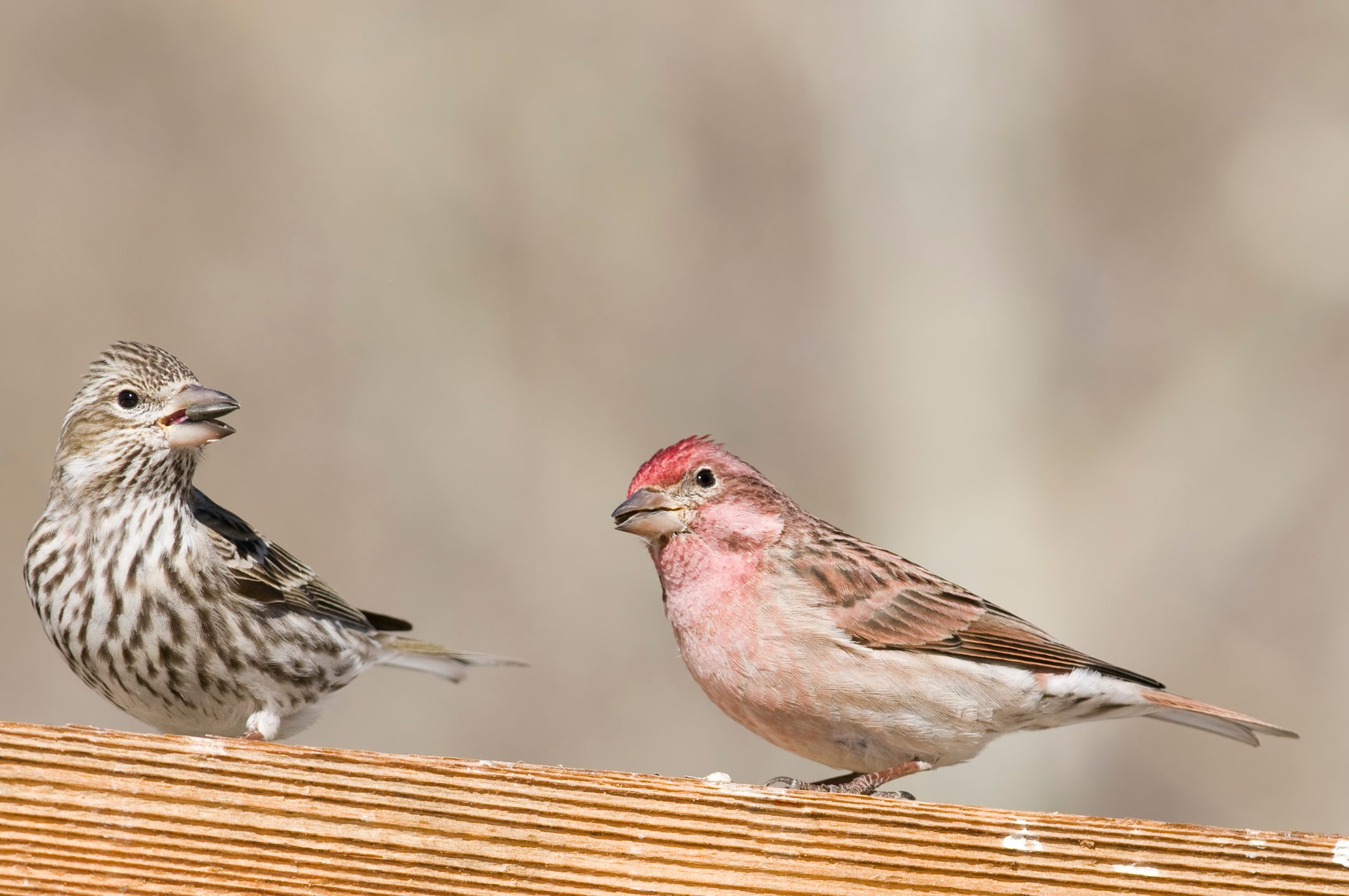 Pair of Cassin's Finches