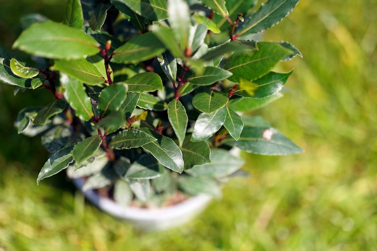 Laurus Nobilis, indoor trees