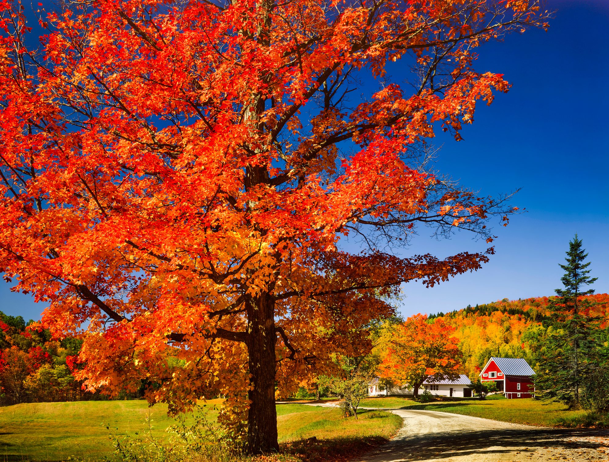 vibrant autumn maple tree, country road and Vermont countryside