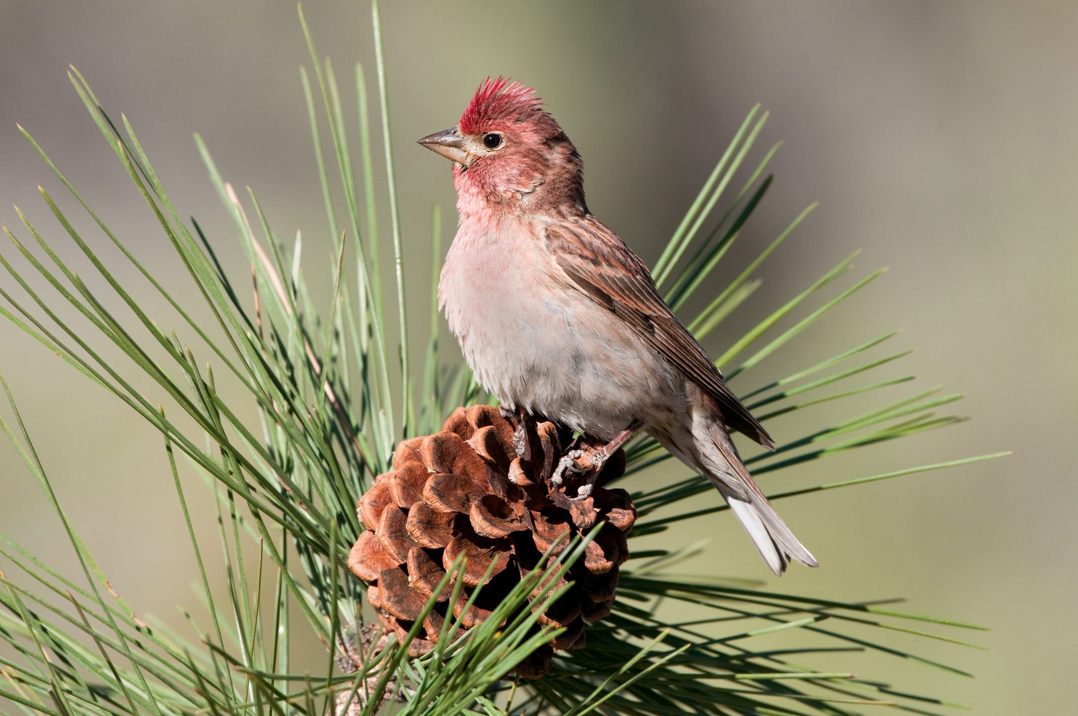 Cassin`s Finch - Male