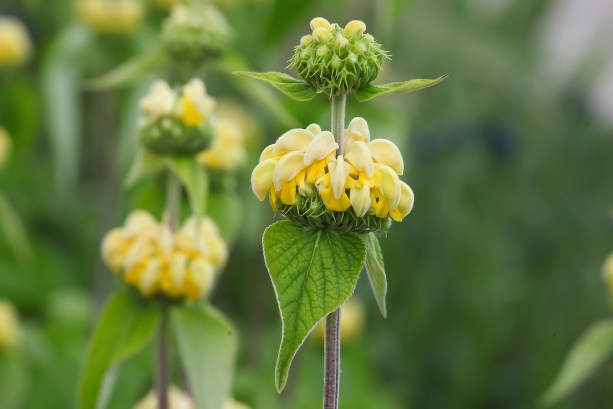 Yellow Phlomis Russeliana, Turkish Sage In Flower.