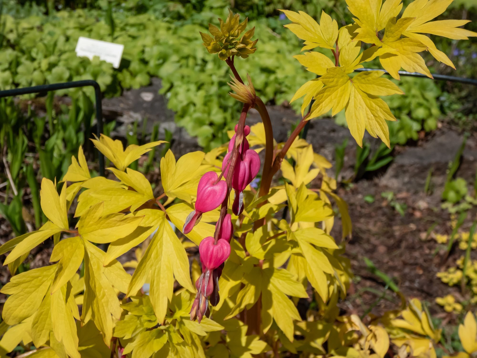 Bleeding heart plant cultivar (Dicentra spectabilis) 'Gold Hearts' with bright yellow leaves. Gold leaves and peach-colored stems, with rose-pink flowers with white petals