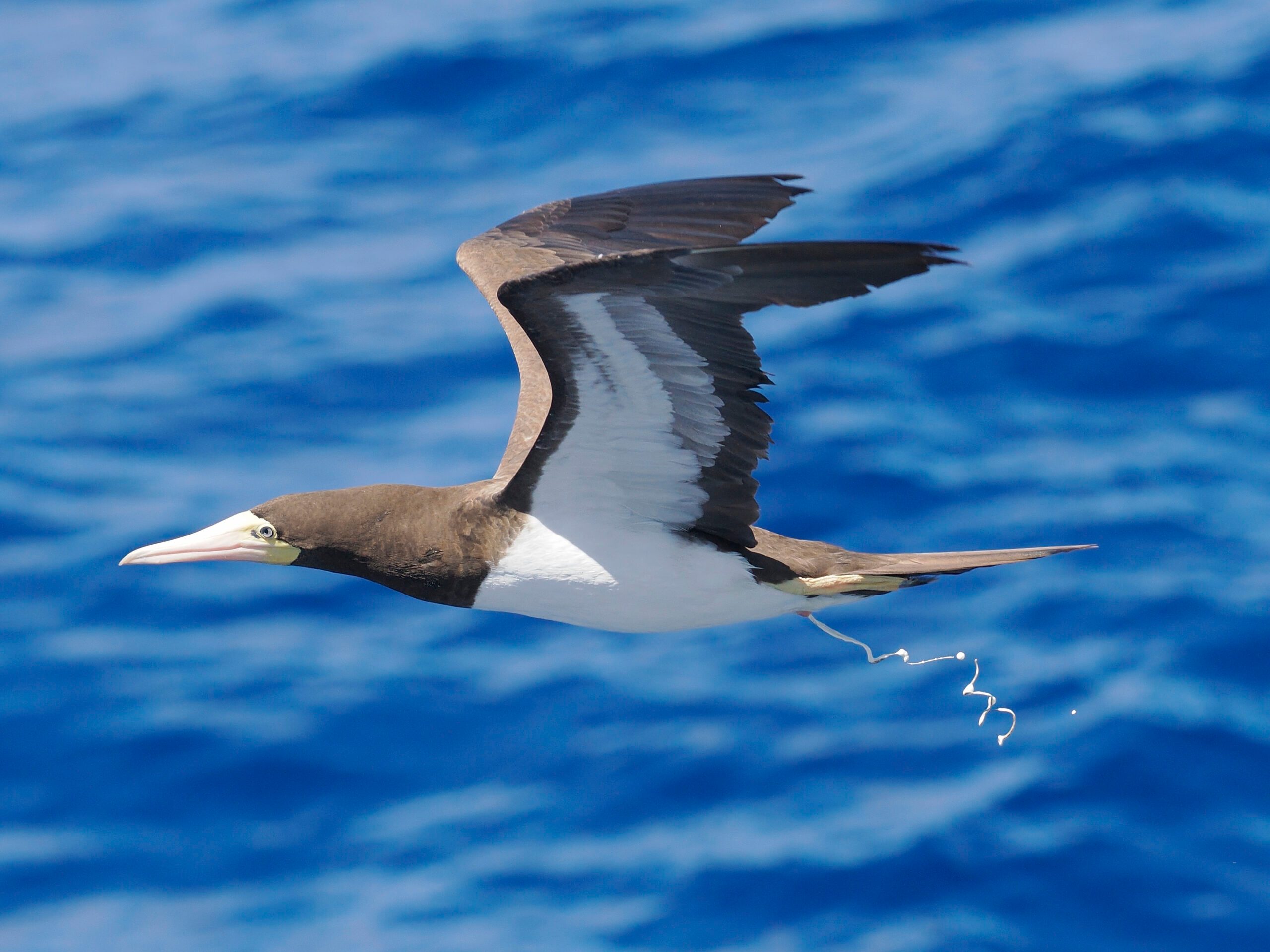 A single, adult Brown Booby flies overhead and defacates against a deep blue ocean