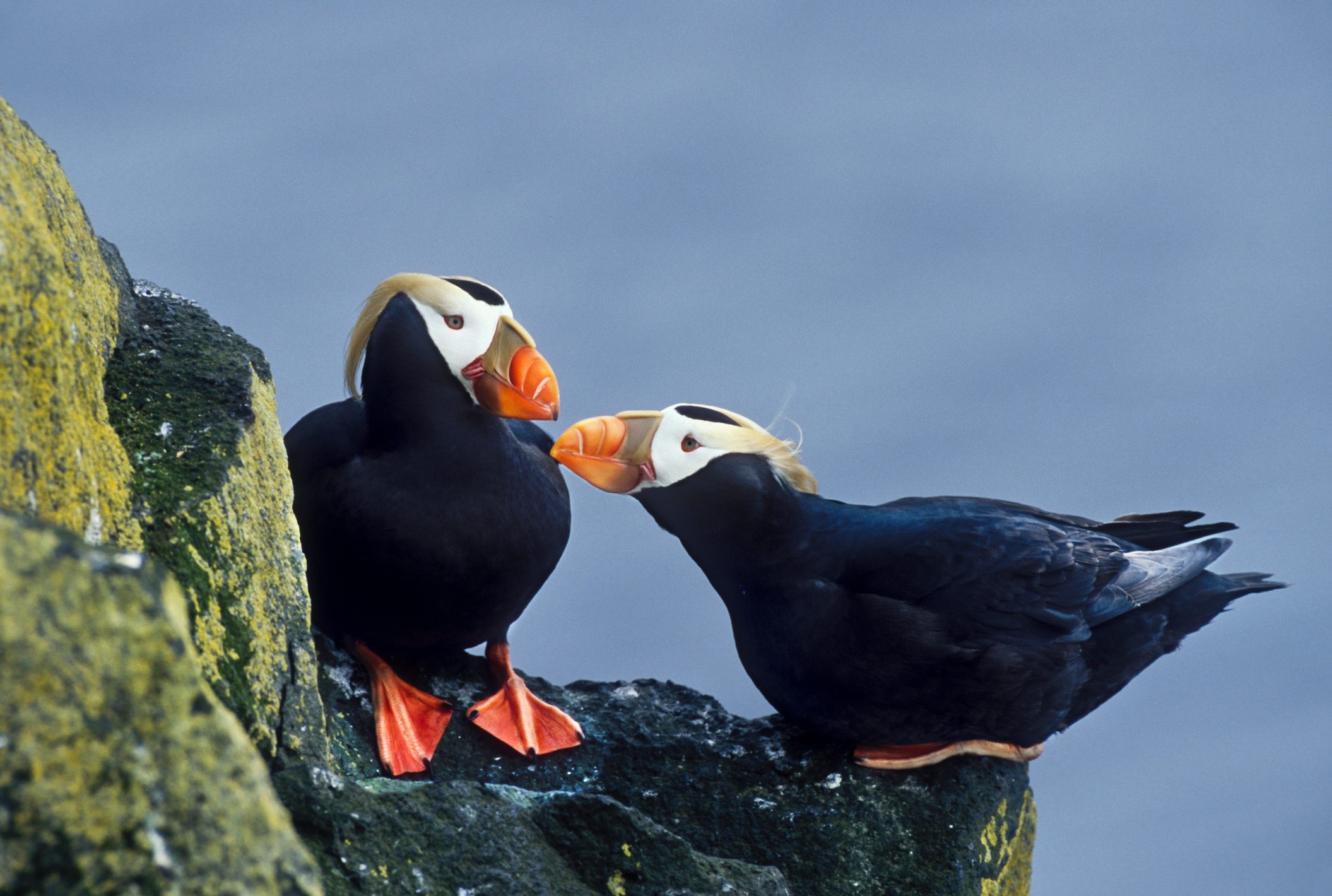 Tufted puffins, St. Paul Island