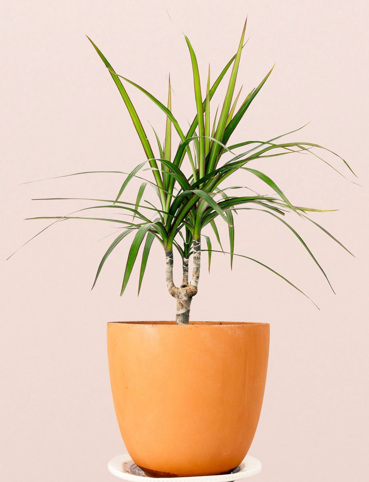 Dracaena Marginata In A Pot, indoor trees