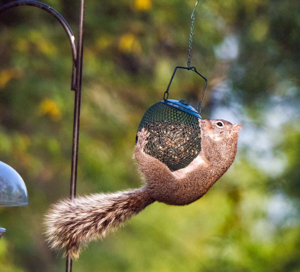 Arizona Gray Squirrel, At Bird Feeder