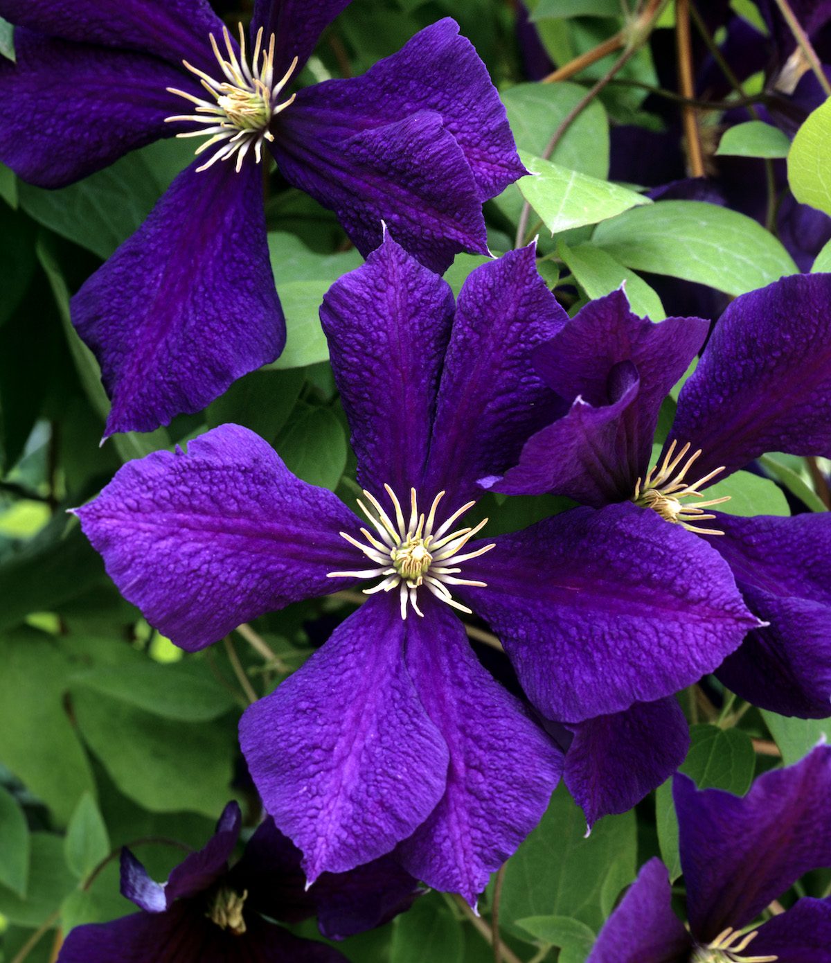 Clematis; Jackmanii; Clematis Hybride