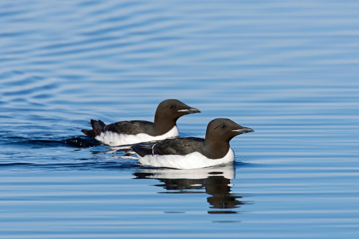 Two Thick Billed Murres / Brunnich's Guillemots (uria Lomvia) Swimming In Sea, Native To The Sub Polar Regions Of The Northern Hemisphere, Svalbard