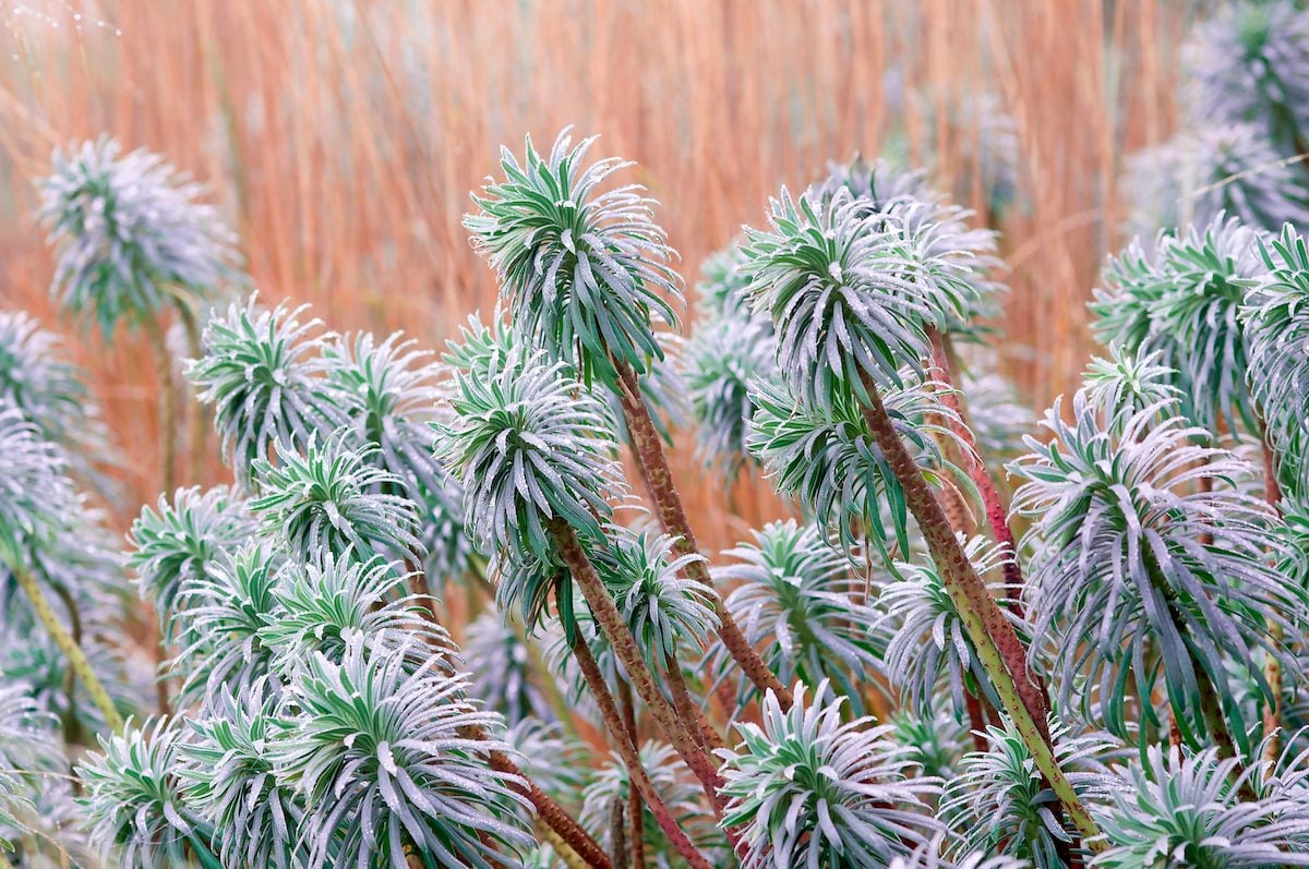 Euphorbia Characias Ssp Wulfenii