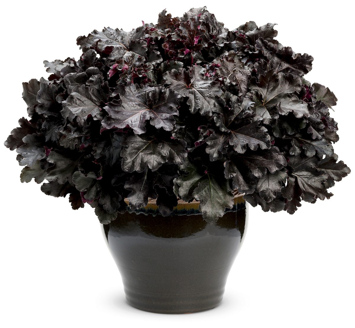 Pw Heuchera Primo Black Pearl