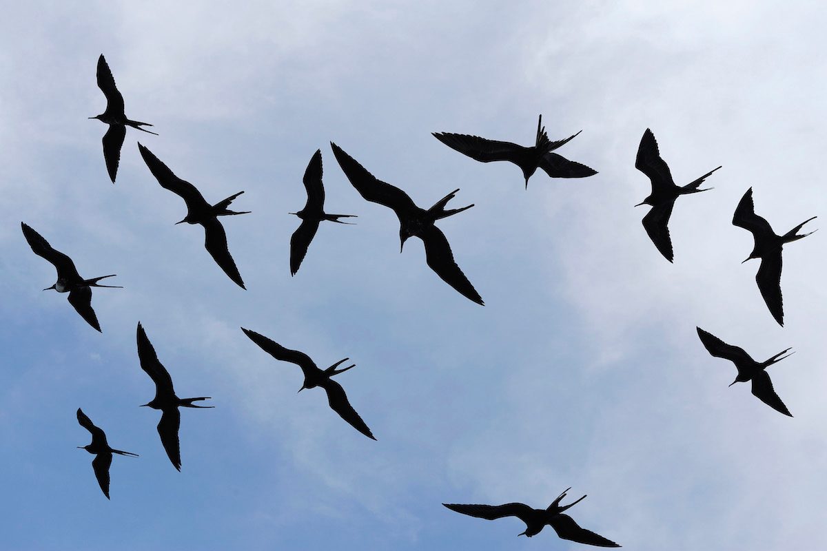 Great Frigatebird (fregata Minor)