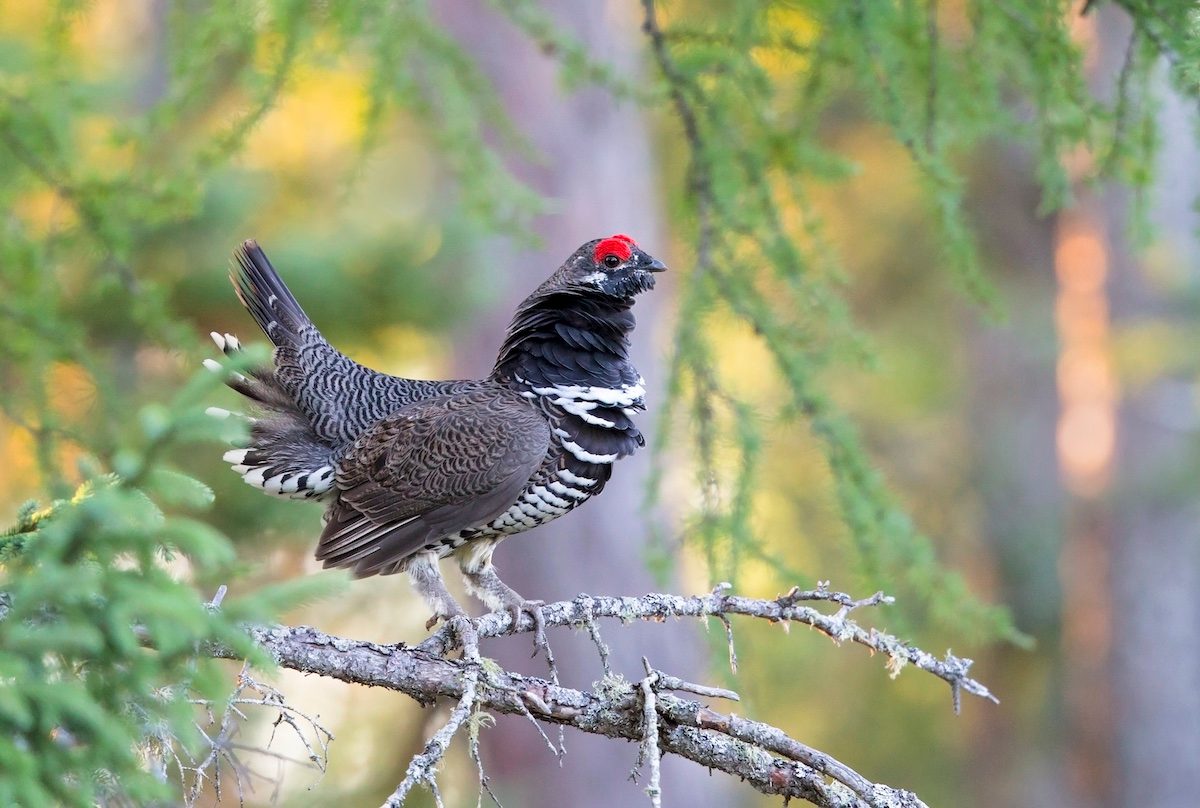 Spruce Grouse Male Tree Chippewa Co Mi Sept 2018 E1u0460