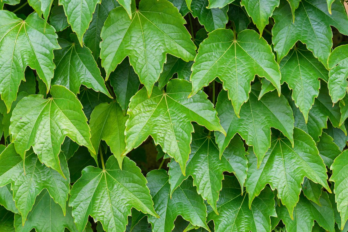 Boston Ivy, Japanese Creeper (parthenocissus Tricuspidata 'green Spring', Parthenocissus Tricuspidata Green Spring), Cultivar Green Spring