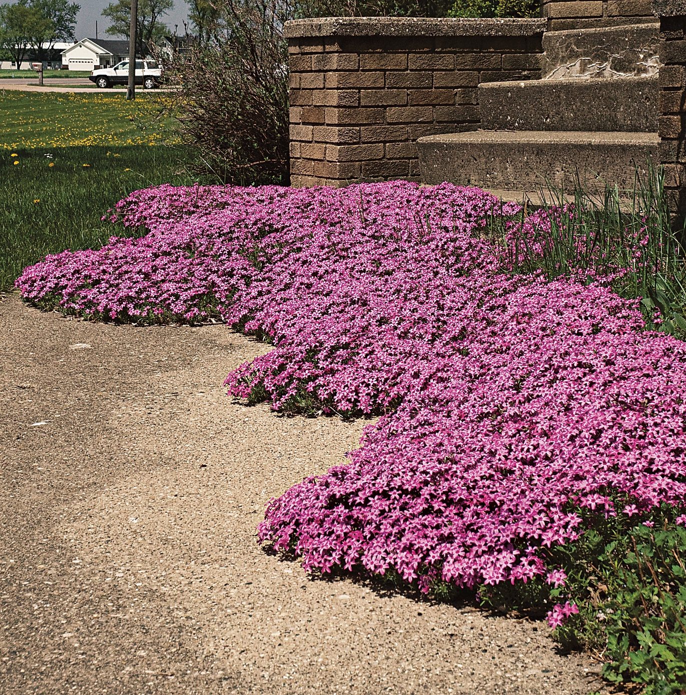 Waltersgardens Hi14602 Phlox Subulatared Wing