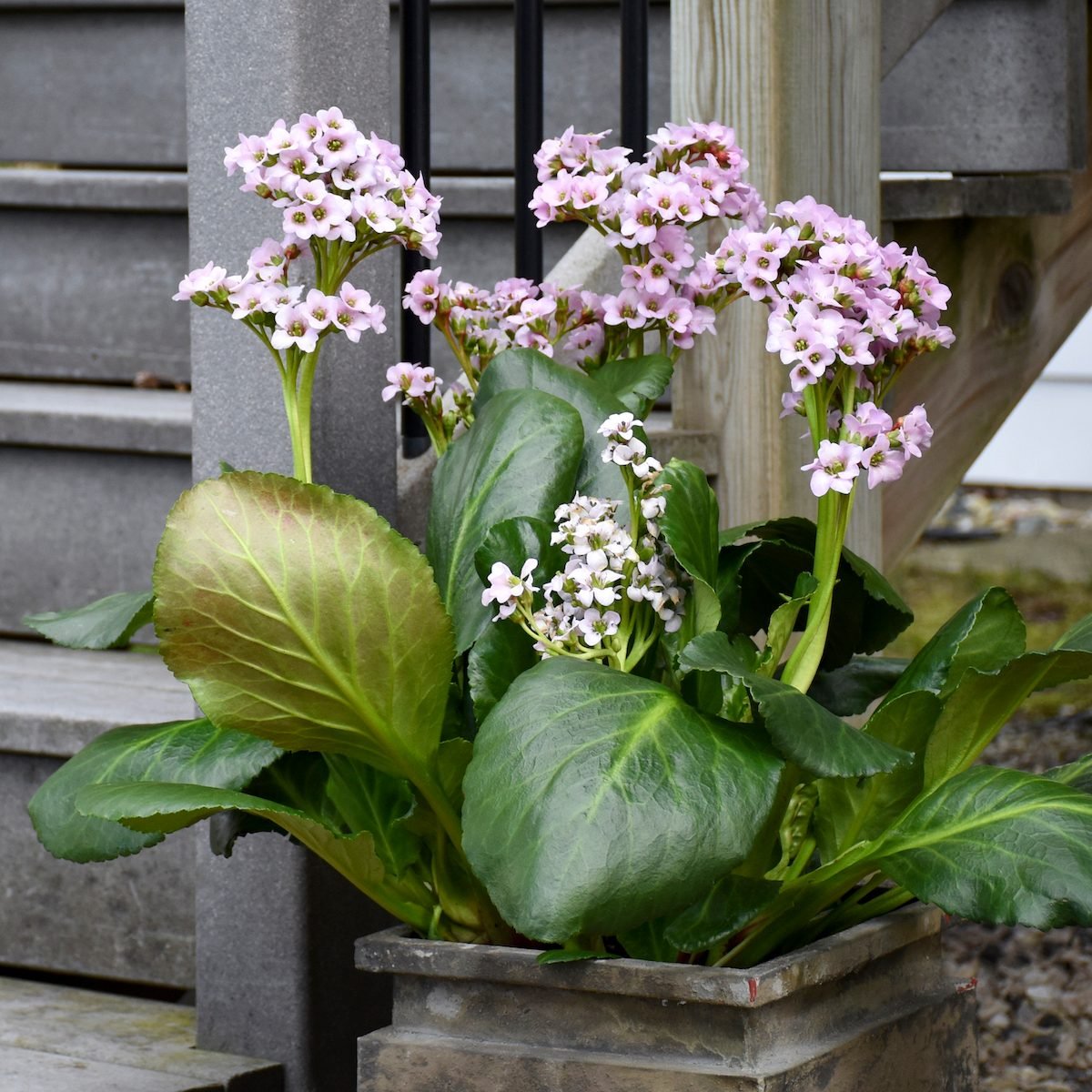 Walters Bergenia Fairytale Romance Ppaf 0002 High Res 1