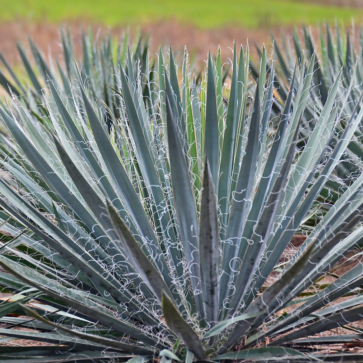 Walters Yucca Filamentosa Excalibur 0000 High Res 1