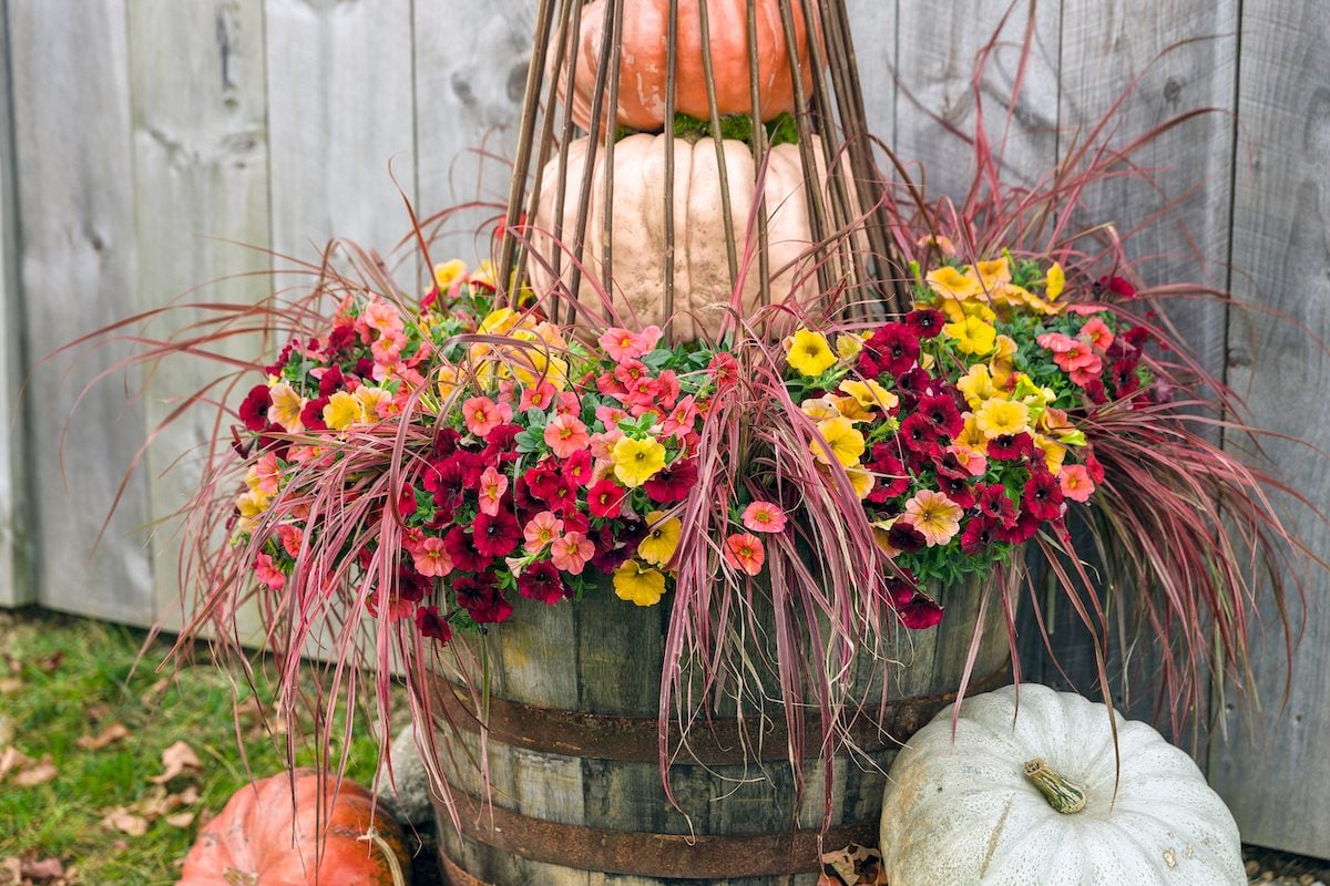 Design Pretty Fall Planters With Autumn Colors