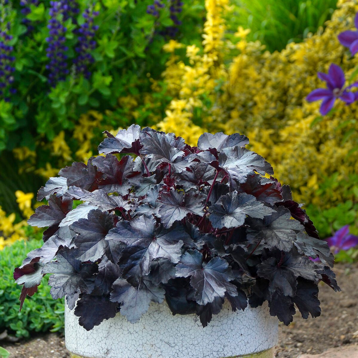 Heuchera Black Pearl Cjw17