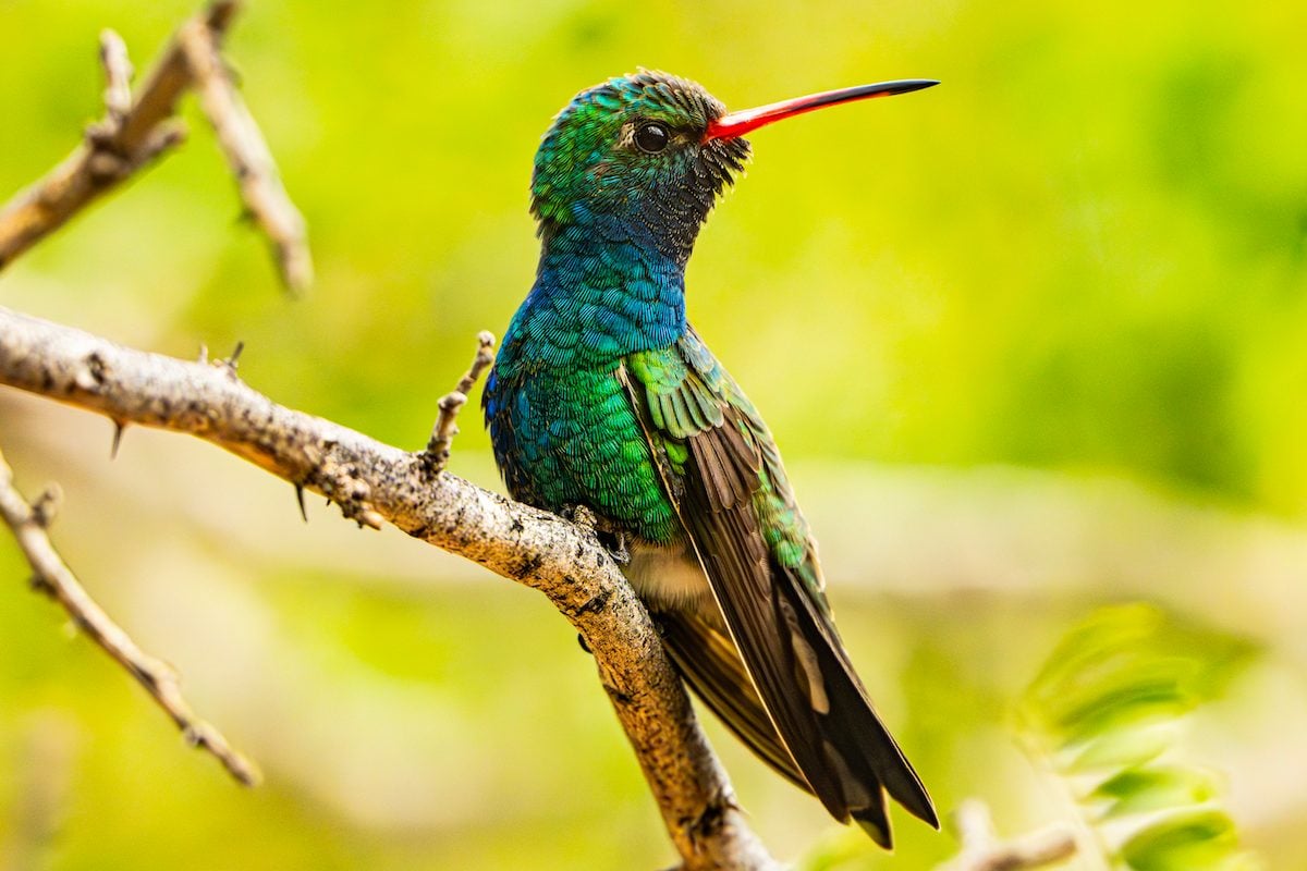 2024 Hummingbird Photo Contest Winners Birds and Blooms