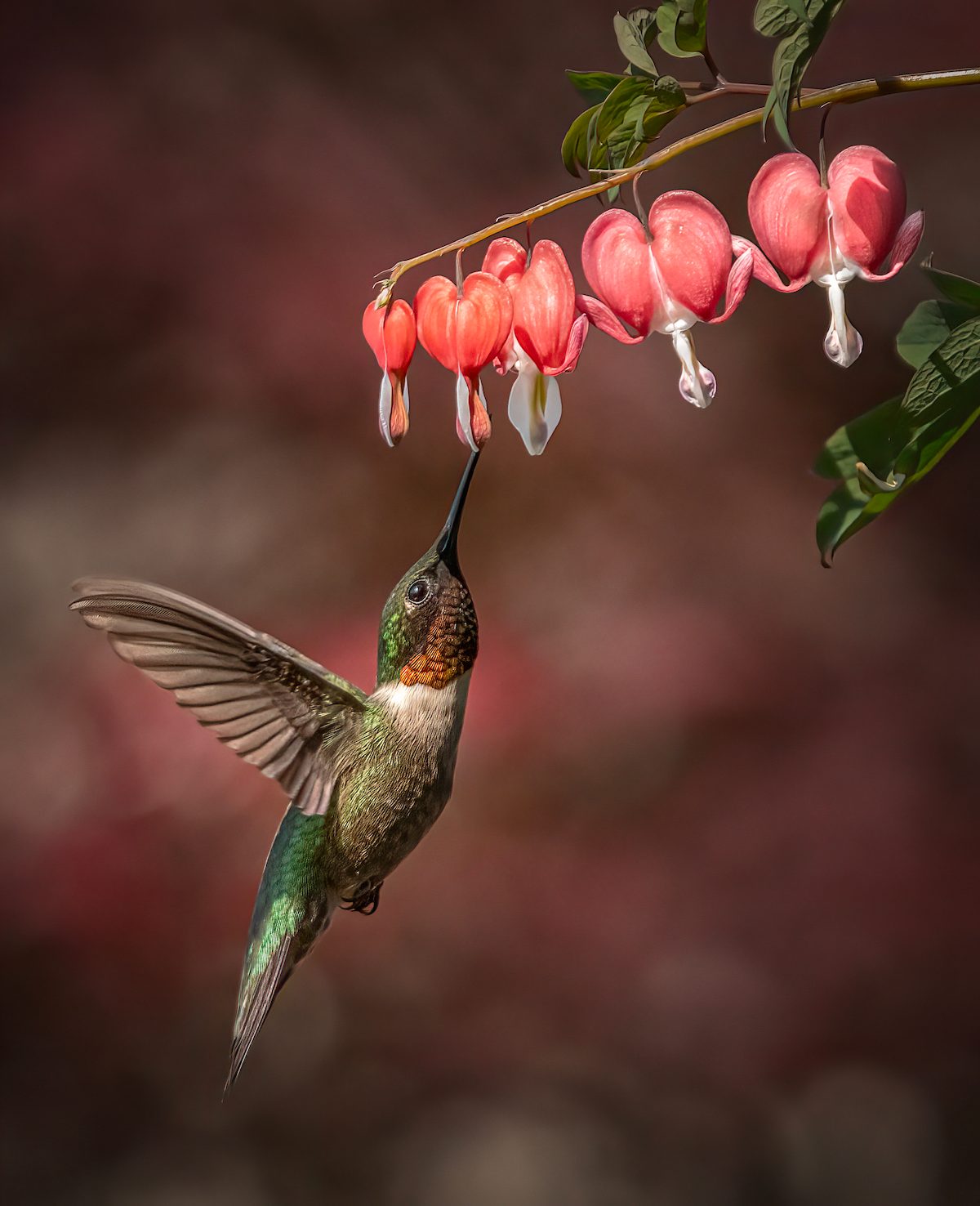 hummingbird photo contest winner