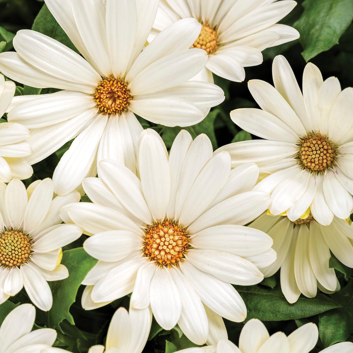 Osteospermum Bright Lights White