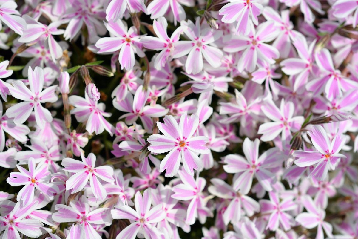 Creeping,phlox,candy,stripe, ,latin,name, ,phlox,subulata